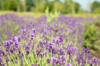 Photo of Beautiful blooming lavender growing in field on sunny day, space for text