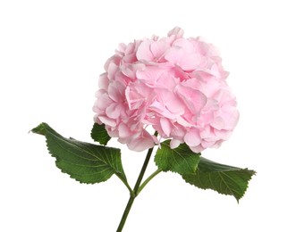 Photo of Branch of hortensia plant with delicate flowers on white background
