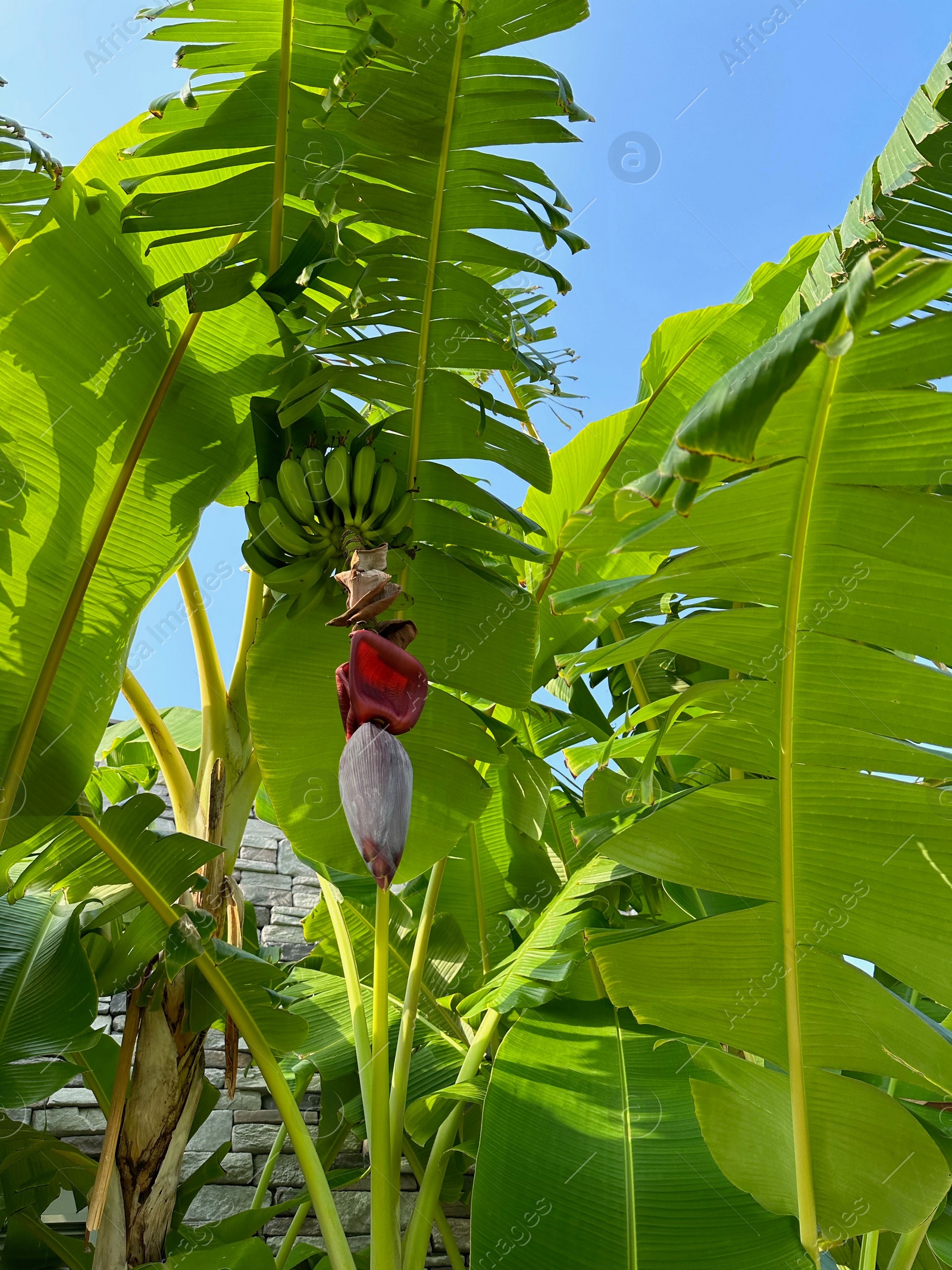 Photo of Tropical tree with green leaves and ripening bananas, low angle view