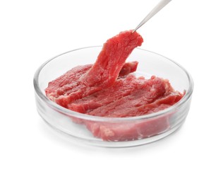 Photo of Taking raw cultured meat out of Petri dish with tweezers on white background