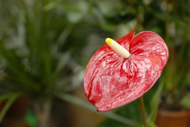 Beautiful red anthurium flower on blurred background, closeup. Space for text