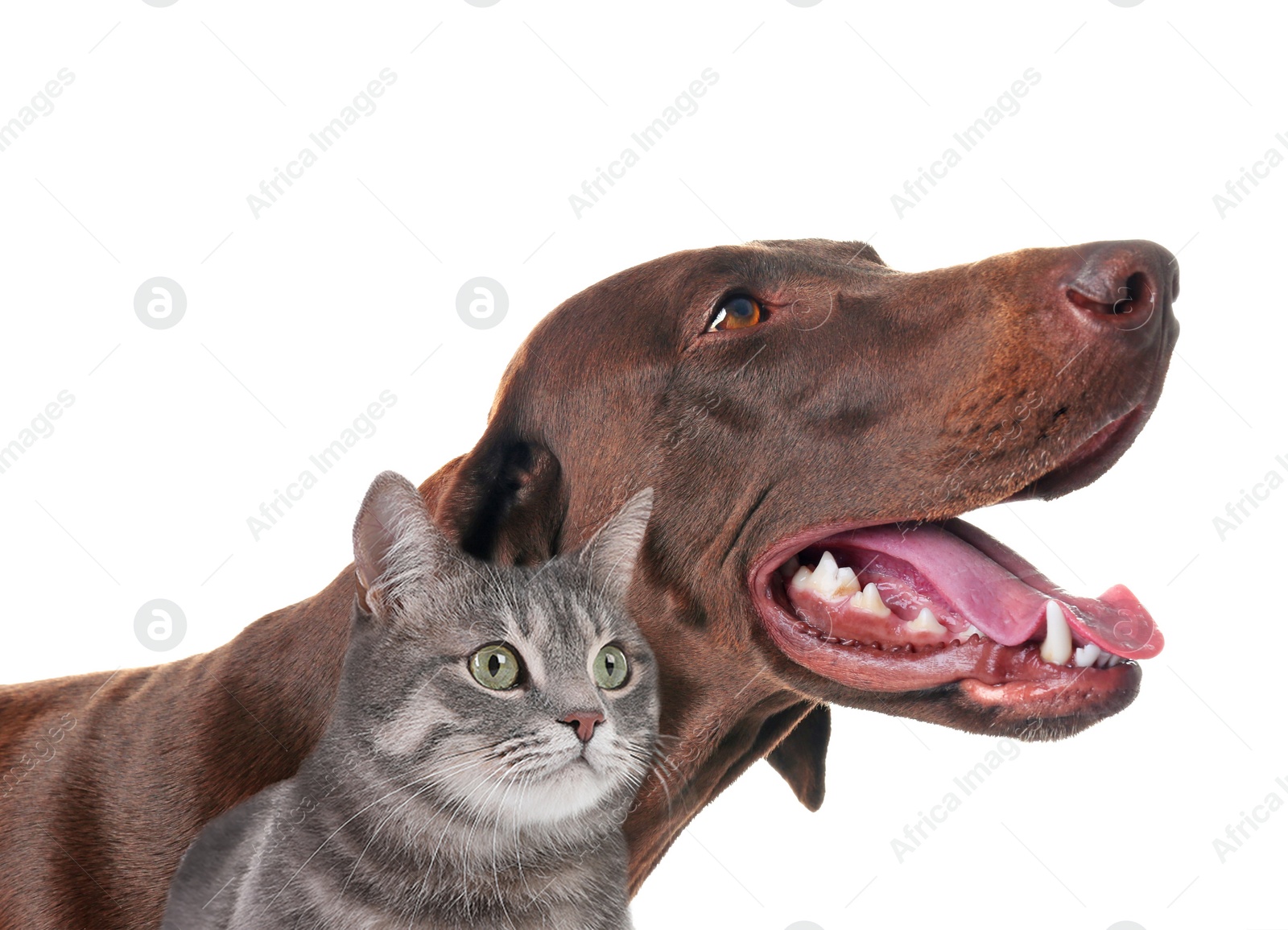 Image of Cute cat and dog on white background. Fluffy friends