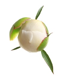 Photo of Beautiful bud of peony flower on white background