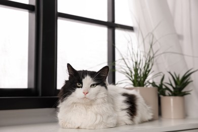 Photo of Cute cat relaxing on window sill at home. Lovely pet