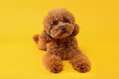 Photo of Cute Maltipoo dog on orange background. Lovely pet