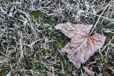 Photo of Beautiful fallen leaf and grass covered with hoarfrost, top view