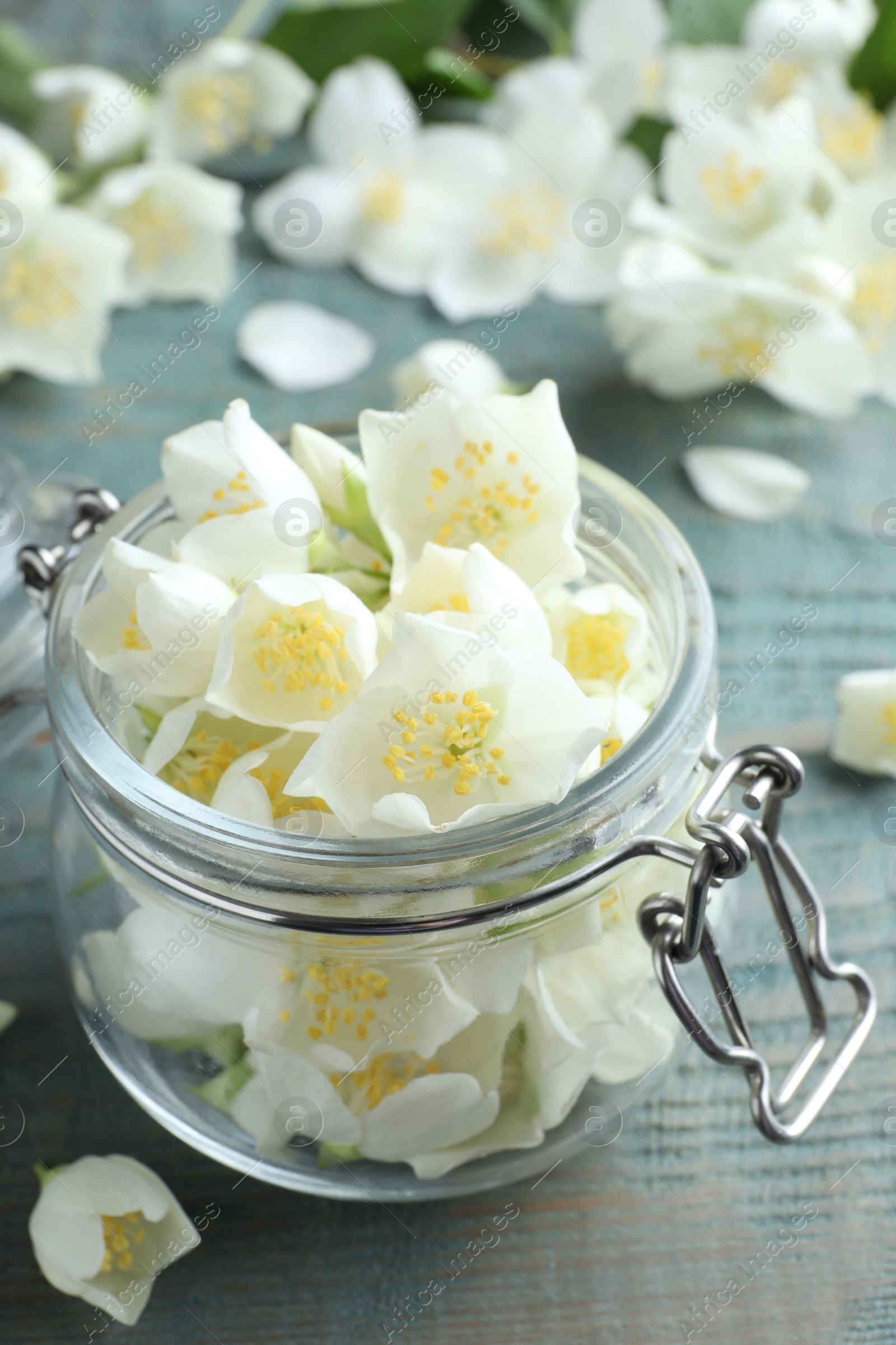 Beautiful jasmine flowers in glass jar on blue wooden table Photo of Beautiful jasmine flowers in glass jar on blue wooden table