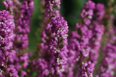 Photo of Heather shrub with beautiful blooming flowers outdoors on sunny day, closeup