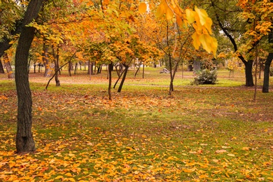 Photo of Beautiful view of park with trees on autumn day