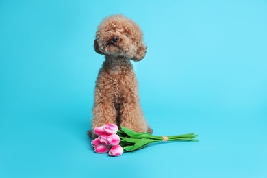 Photo of Cute Maltipoo dog and bouquet of beautiful tulips on light blue background