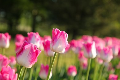 Photo of Beautiful pink tulip flowers growing in field on sunny day, closeup