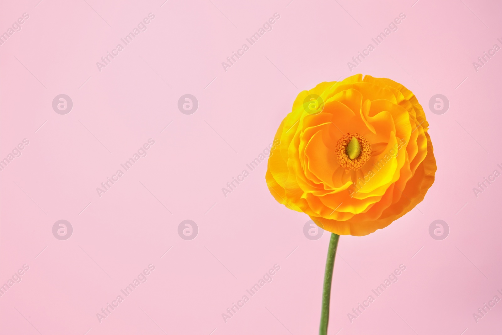 Photo of Beautiful ranunculus flower on color background