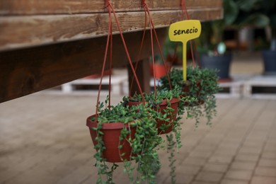 Photo of Hanging pots with Senecio plants (String of Pearls) on wooden table indoors