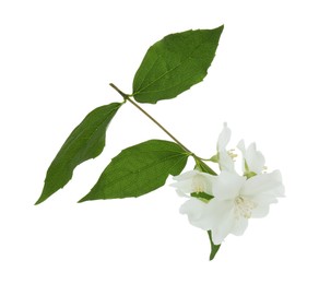 Branch of jasmine flowers and leaves isolated on white