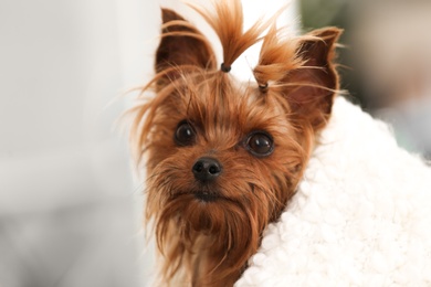 Photo of Adorable Yorkshire terrier under plaid. Happy dog