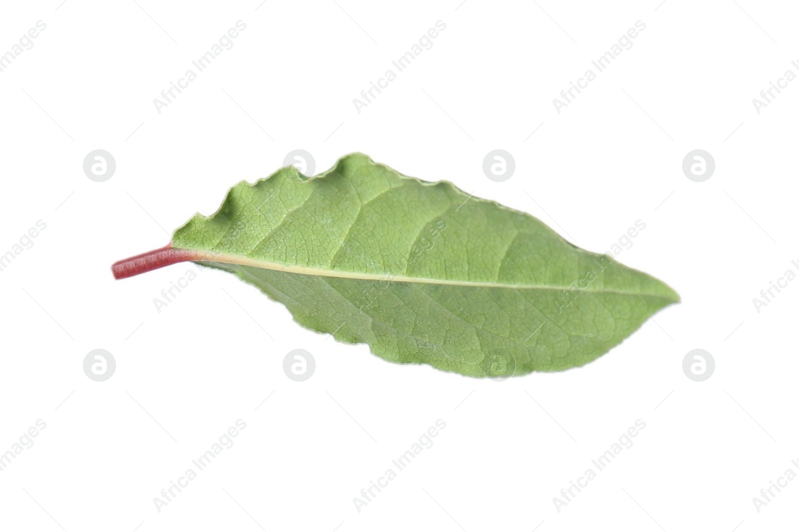 Photo of One fresh bay leaf isolated on white