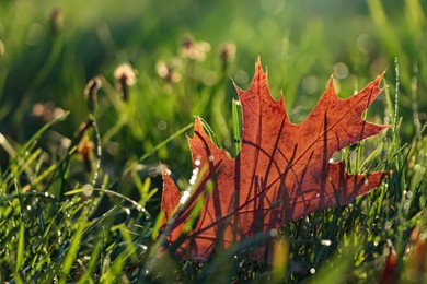 Photo of Beautiful fallen leaf among green grass outdoors on sunny autumn day, closeup