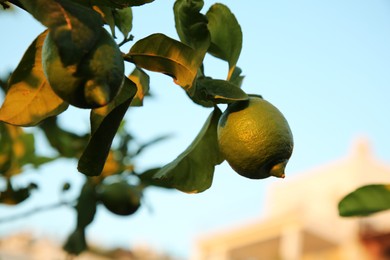 Photo of Citrus tree with unripe fruits outdoors, closeup