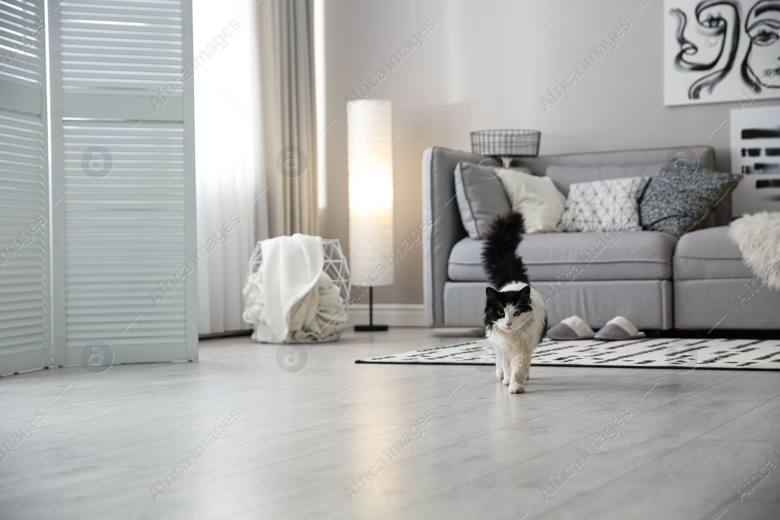 Photo of Cat near big grey sofa in living room. Interior design