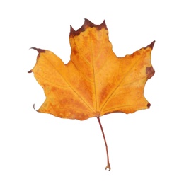 Dry leaf of maple tree isolated on white. Autumn season