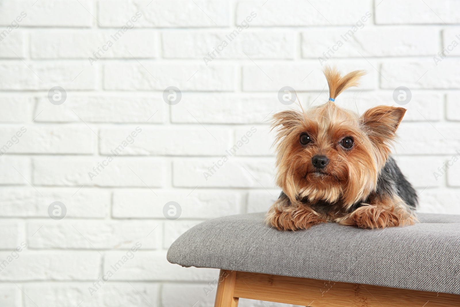 Photo of Yorkshire terrier on bench against brick wall, space for text. Happy dog