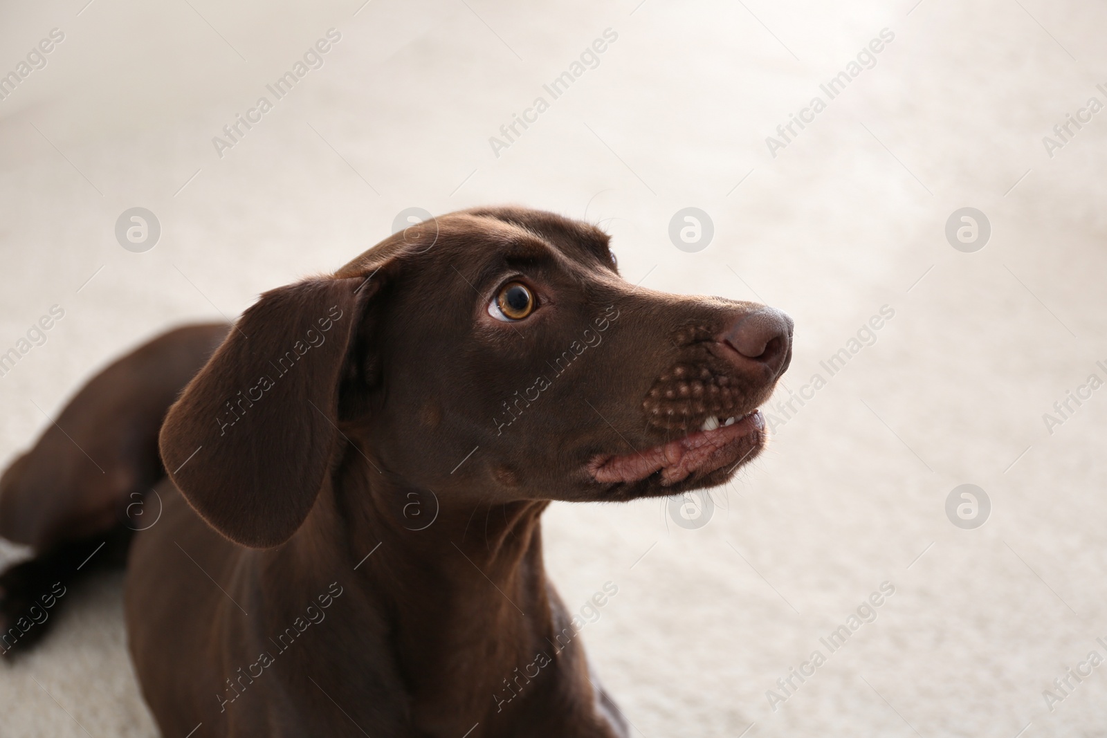 Photo of Beautiful brown German Shorthaired Pointer dog at home