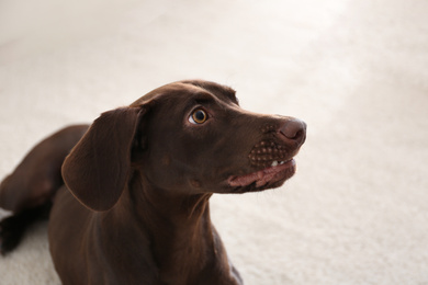 Photo of Beautiful brown German Shorthaired Pointer dog at home