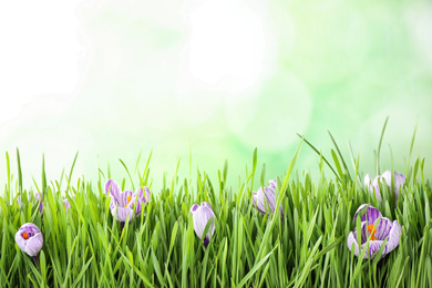 Fresh grass and crocus flowers on light green background, space for text. Spring season