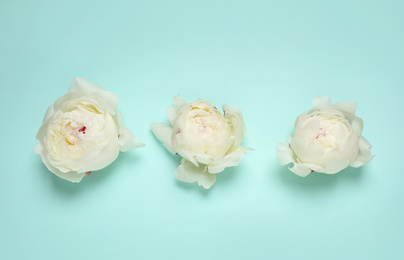 Beautiful white peonies on turquoise background, flat lay