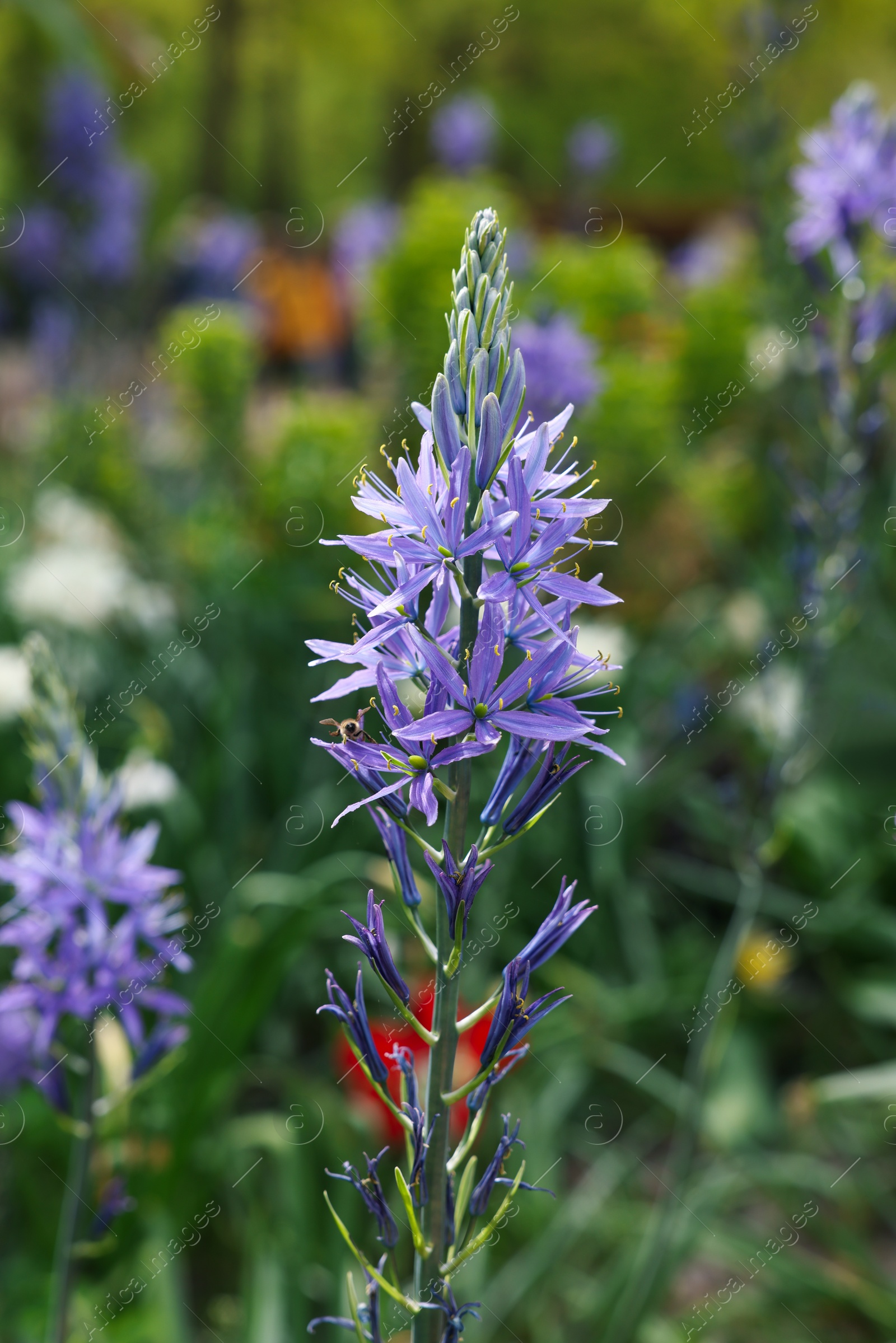 Photo of Beautiful Camassia growing outdoors, closeup. Spring season