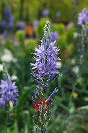 Photo of Beautiful Camassia growing outdoors, closeup. Spring season