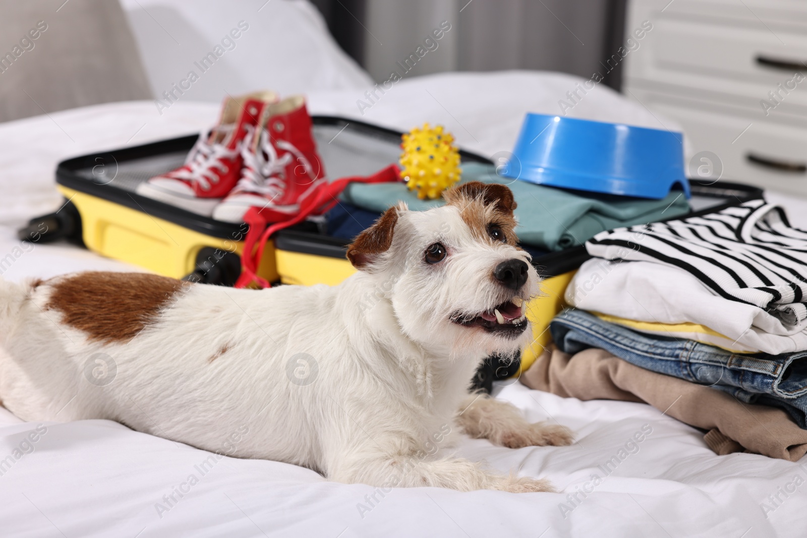 Photo of Travel with pet. Dog, clothes and suitcase on bed indoors