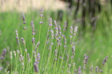 Photo of Beautiful lavender on blurred background, closeup view