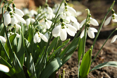 Photo of Beautiful snowdrops growing in garden, closeup. Spring flowers