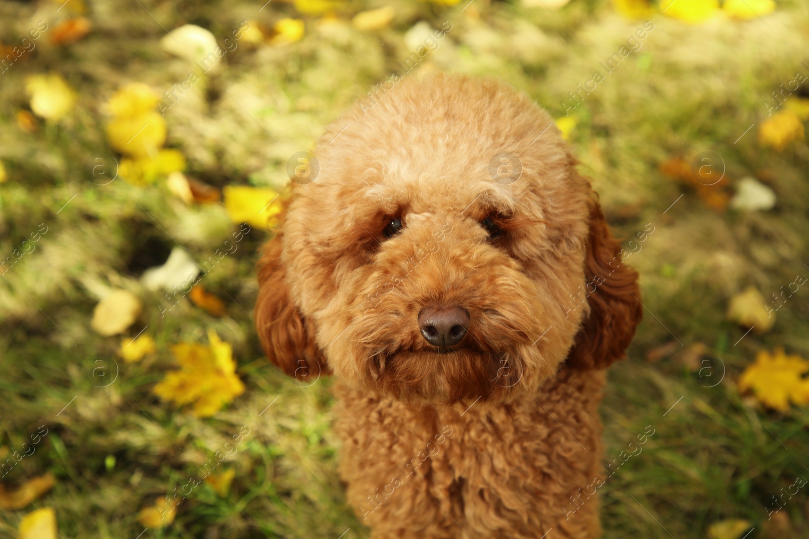 Photo of Cute dog on grass with autumn dry leaves outdoors