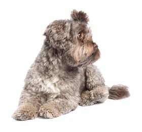 Cute Maltipoo dog lying on white background. Lovely pet