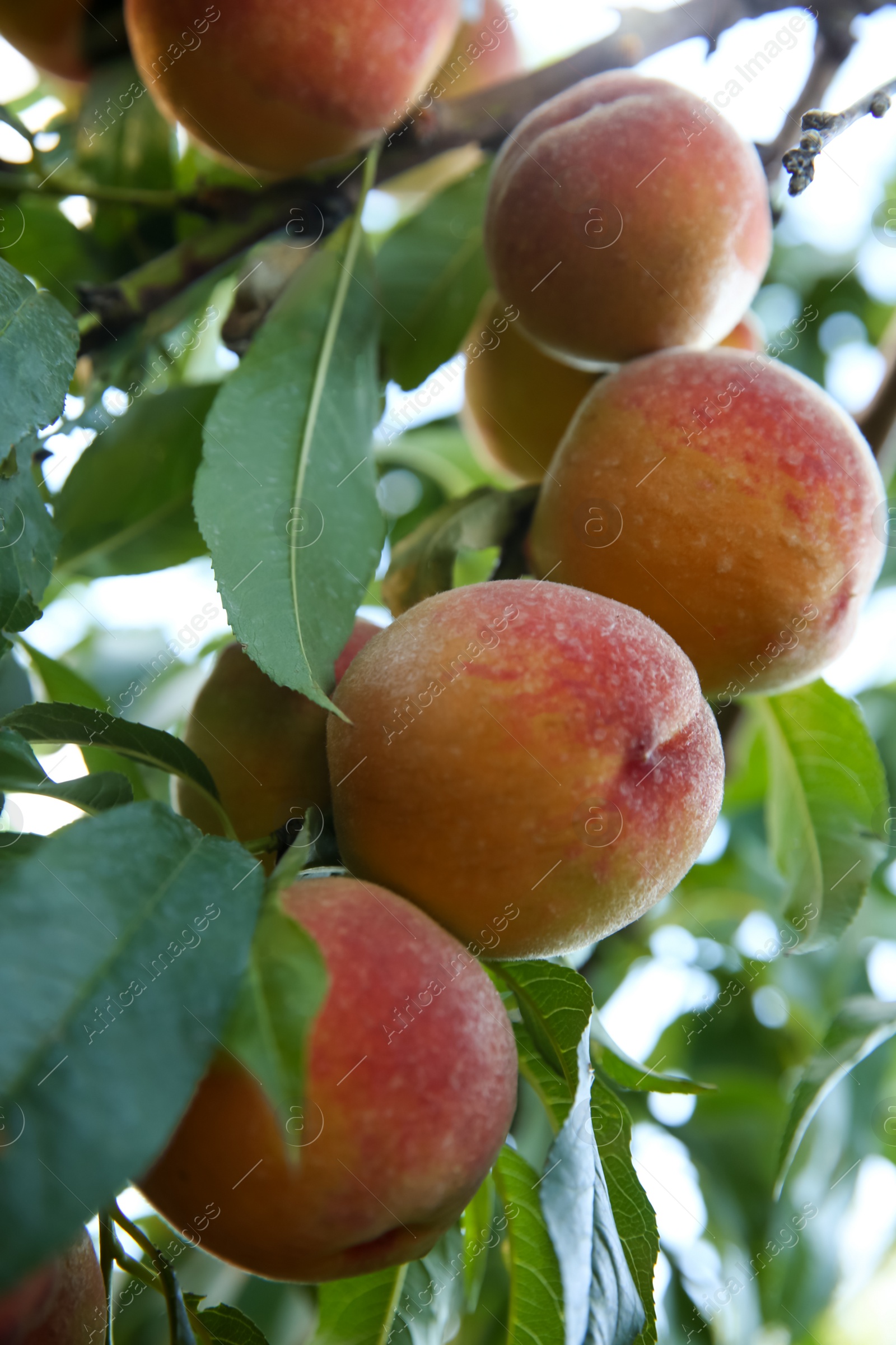 Photo of Ripe peaches on tree branch in garden, closeup