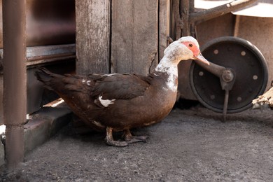 One beautiful muscovy duck in yard. Domestic animal