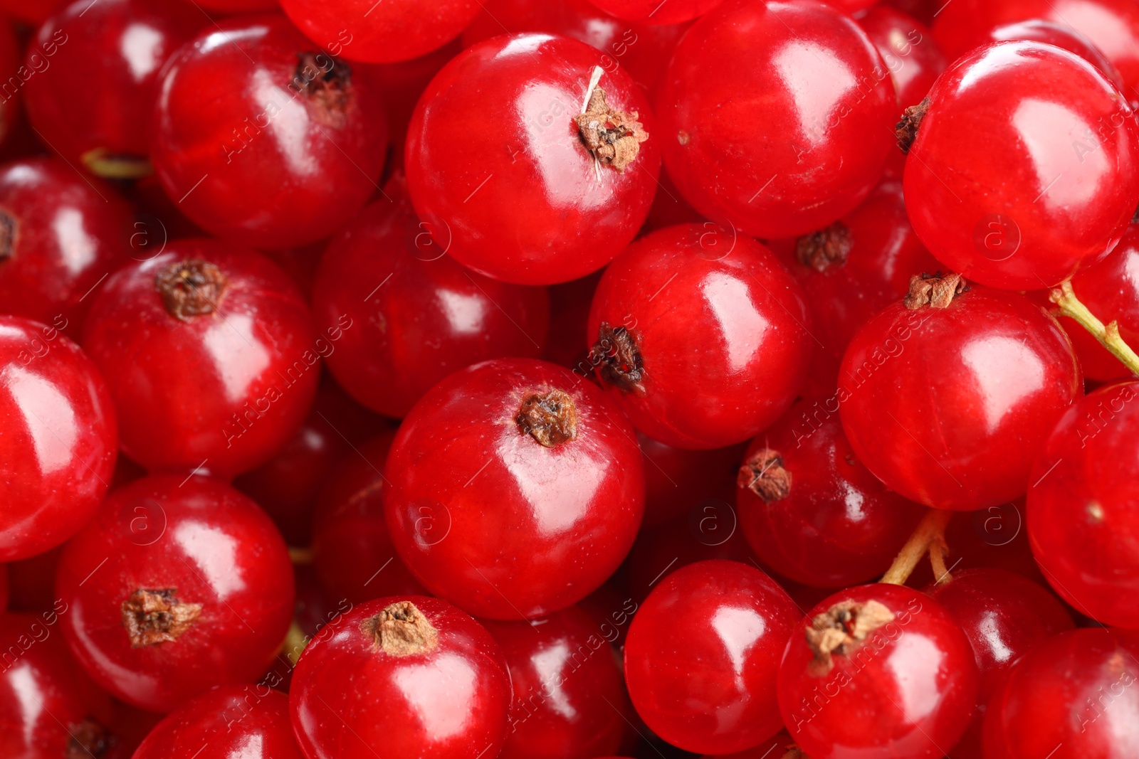 Photo of Many tasty fresh red currants as background, closeup