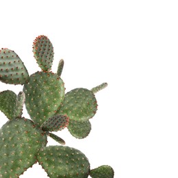 Image of Beautiful big green cactus on white background