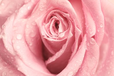 Image of Erotic metaphor. Rose bud with petals and water drops resembling vulva. Beautiful flower as background, closeup