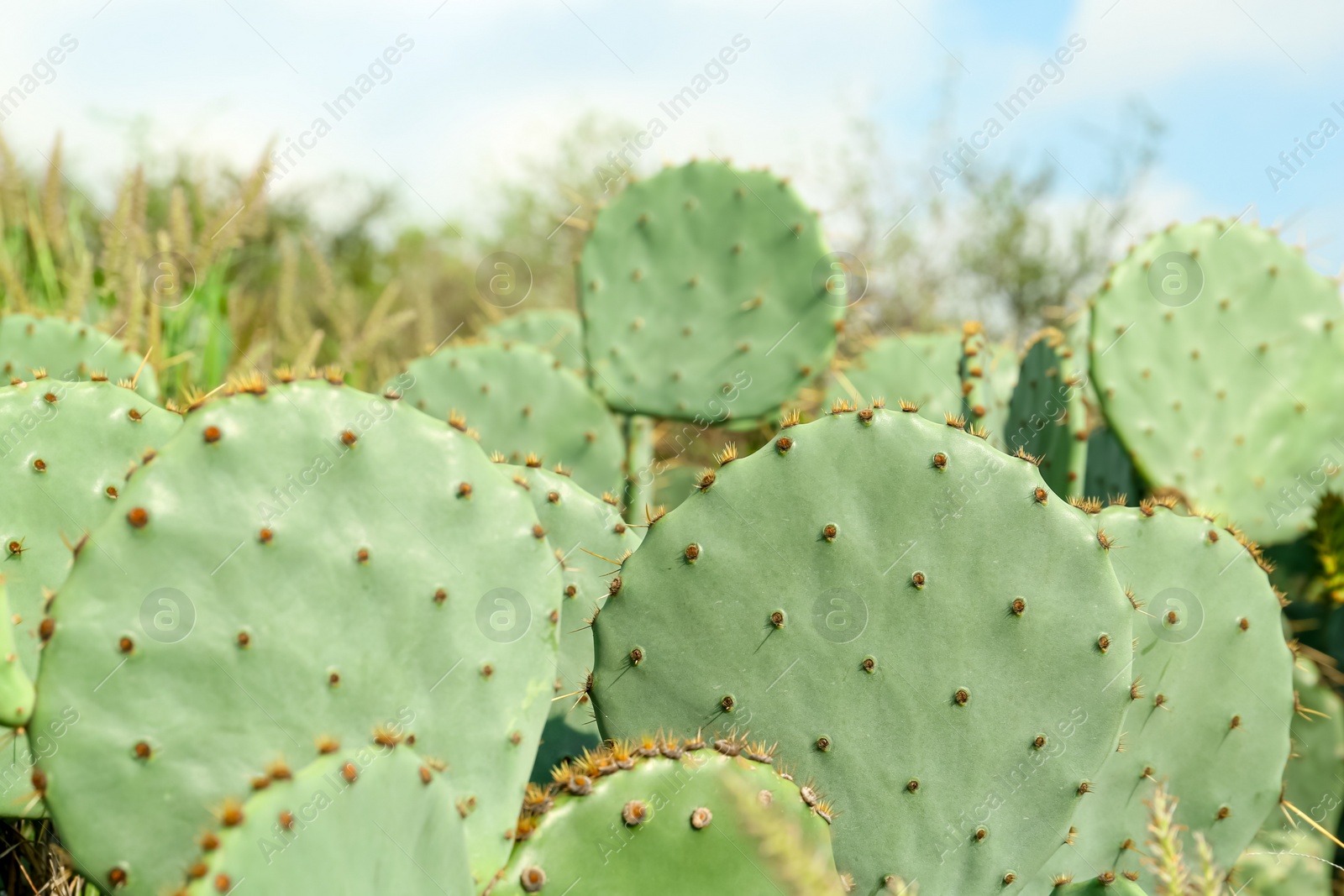 Photo of Beautiful view of cactuses with thorns growing outdoors, closeup