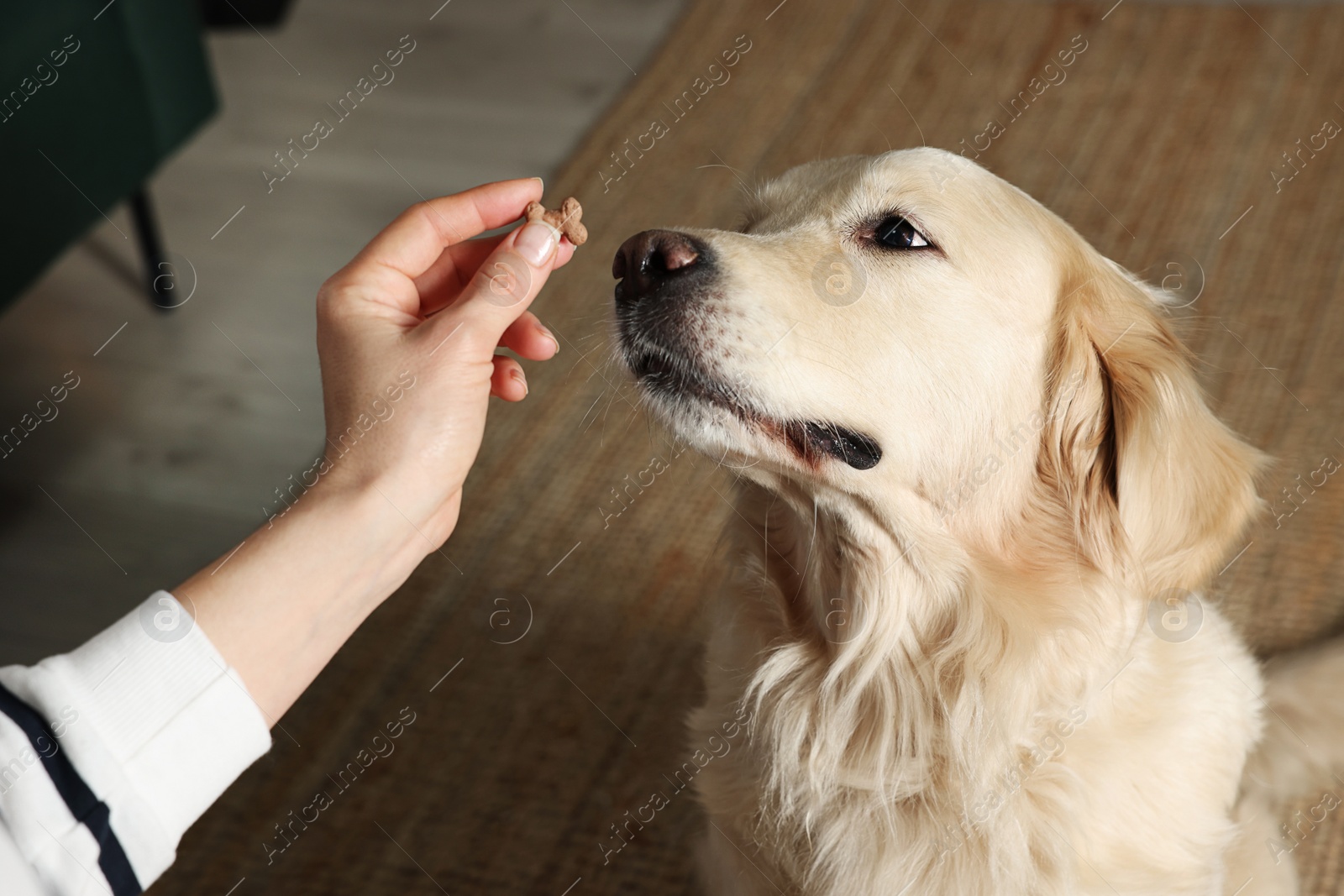 Photo of Woman giving bone shaped pill to cute dog at home, closeup. Vitamins for animal