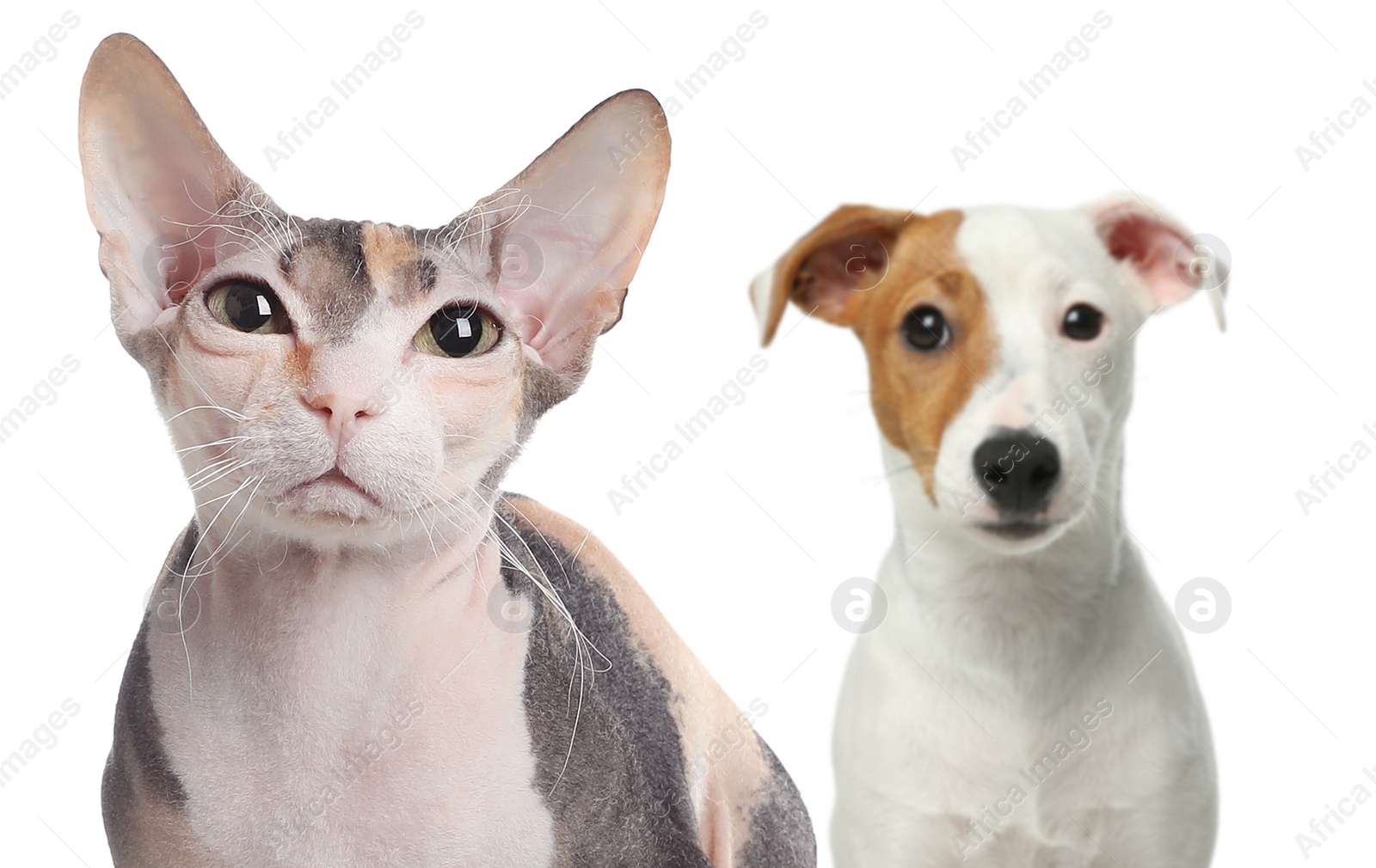 Image of Adorable cat and dog on white background