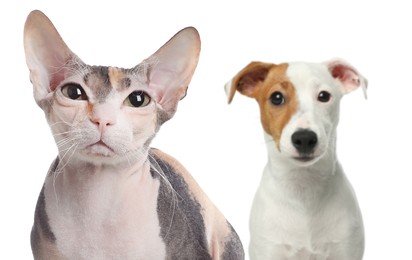 Image of Adorable cat and dog on white background