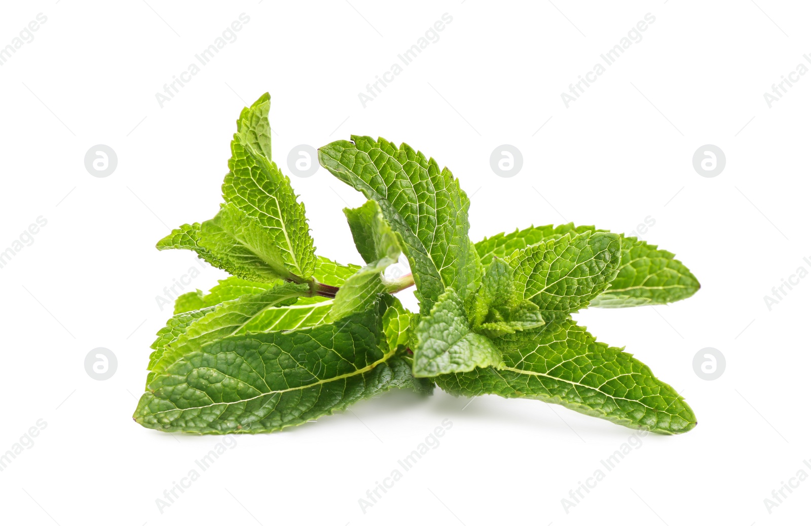 Photo of Fresh green mint leaves on white background