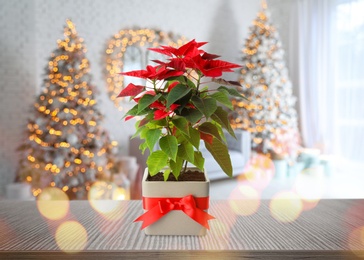 Christmas traditional poinsettia flower on table in decorated room