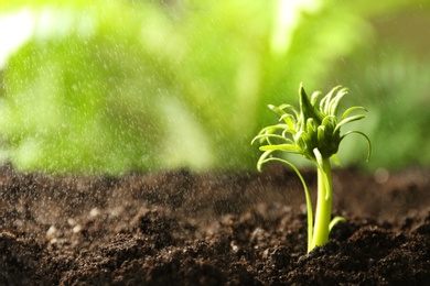 Photo of Fresh green plant in fertile soil under rain, space for text