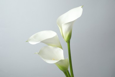 Photo of Beautiful calla lily flowers on white background