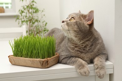 Photo of Cute cat near fresh green grass on white table indoors